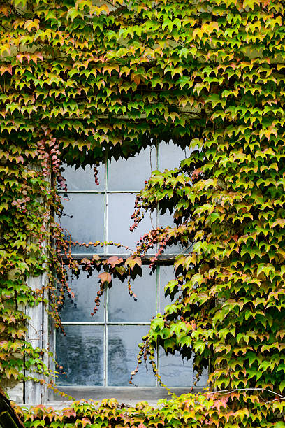 istock Window almost totally covered with ivy 613128110