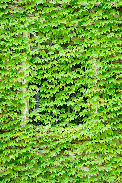 istock Window and wall almost totally covered with ivy 613128252