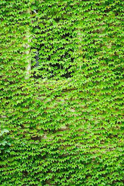 Exterior wall covered by ivy