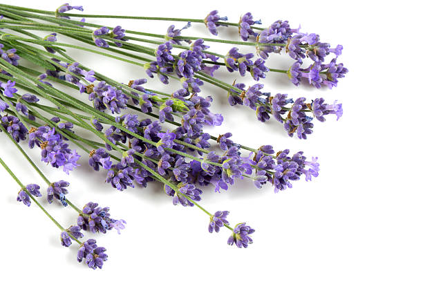 istock bunch of lavender isolated on white 613129254