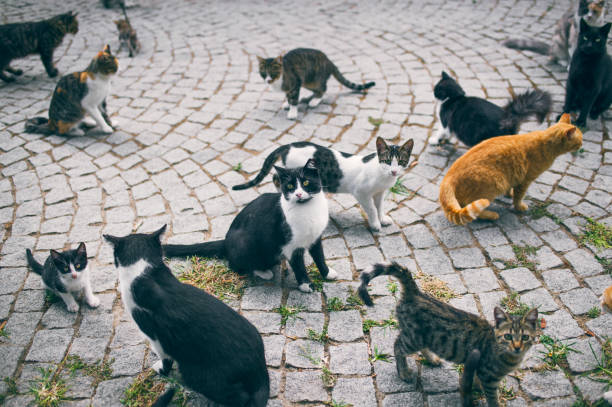 istock Stray Cats in the Park. Izmir, Turkey 613129512