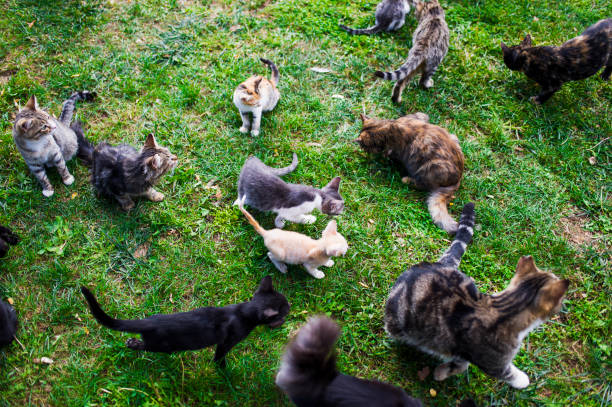 istock Stray Cats in the Park. Izmir, Turkey 613129582