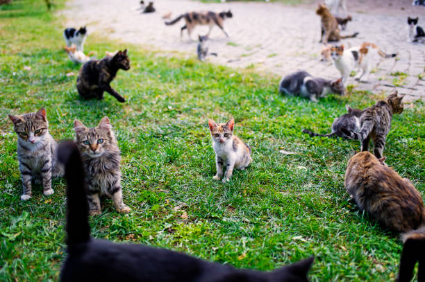 istock Stray Cats in the Park. Izmir, Turkey 613129950