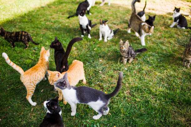 chats errants dans le parc. izmir, turquie - grand groupe danimaux photos et images de collection