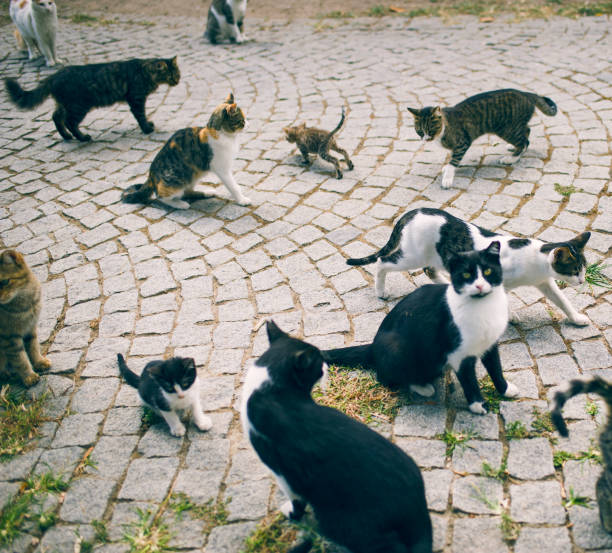 istock Stray Cats in the Park. Izmir, Turkey 613130974