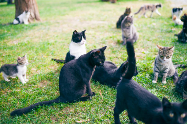 istock Stray Cats in the Park. Izmir, Turkey 613130982