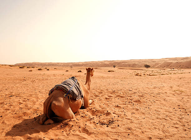 Camel from the back in Wahiba desert, Oman