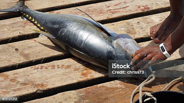 Yellow Fins Tuna Stock Photo - Download Image Now - Animal Fin, Tuna - Animal, Yellow