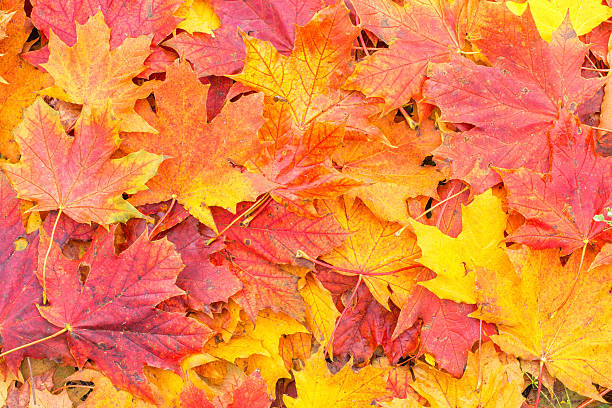 istock Red and Orange Autumn Leaves Background 613131382