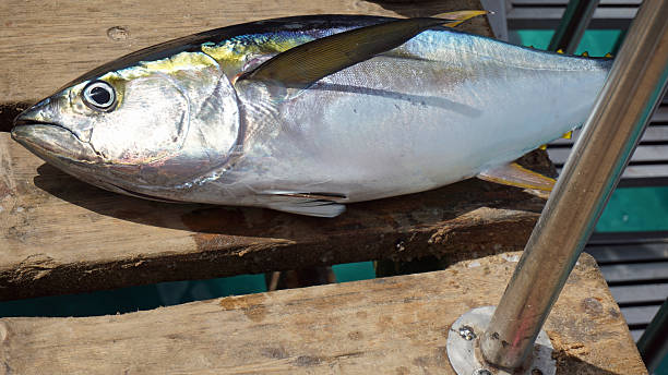 istock yellow fins tuna 613131536