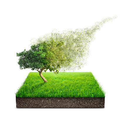 Square of green grass field with alone tree over white background