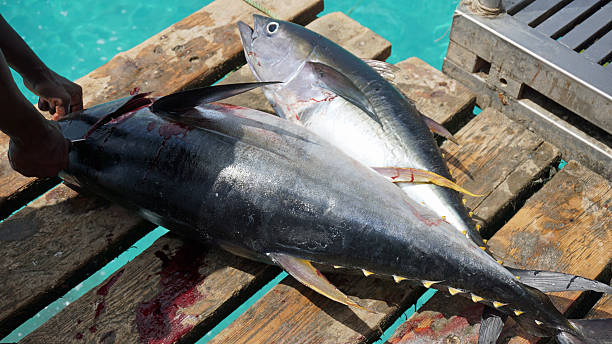 istock yellow fins tuna 613132780