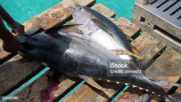 Yellow Fins Tuna Stock Photo - Download Image Now - Africa, Albacore Tuna, Animal Fin