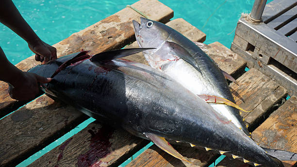 istock yellow fins tuna 613132826