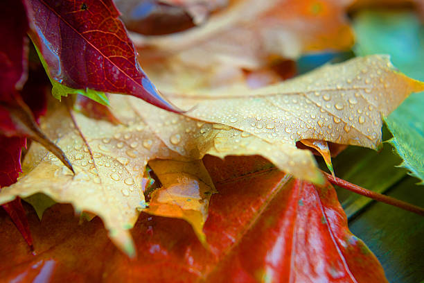 istock Colorful autumn fallen leaves 613132854