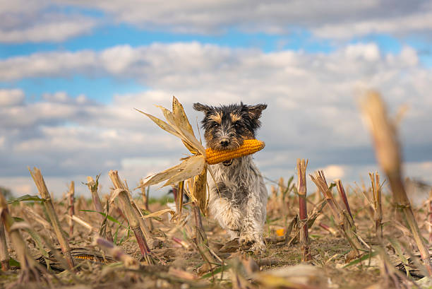 Dog running over harvested corn field in front of clouds. Dog running over harvested corn field in front of clouds. agility animal canine sports race stock pictures, royalty-free photos & images