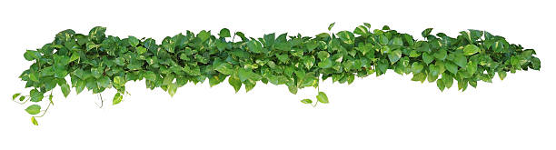 istock Heart shaped leaves vine, devil's ivy, golden pothos, isolated o 613133156