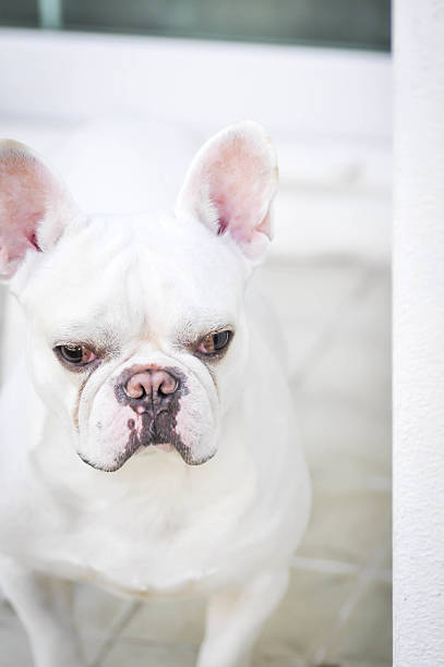 istock French bulldog is standing 613133254