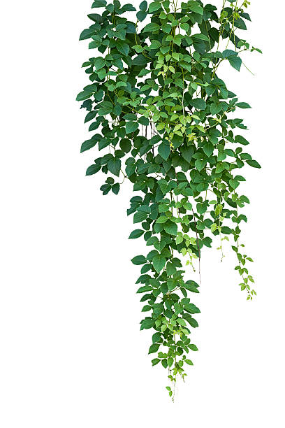 Wild climbing vine, Cayratia trifolia (Linn.) Domin. isolated on Wild climbing vine, Cayratia trifolia (Linn.) Domin. isolated on white background, clipping path included. Hanging branches of jungle vines tendril stock pictures, royalty-free photos & images