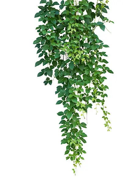 Wild climbing vine, Cayratia trifolia (Linn.) Domin. isolated on white background, clipping path included. Hanging branches of jungle vines