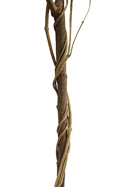 istock Jungle dried climbing vines twisted around tree branch  isolated 613134792