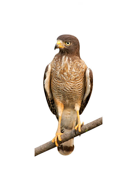 istock Roadside hawk, Buteo magnirostris 613135190
