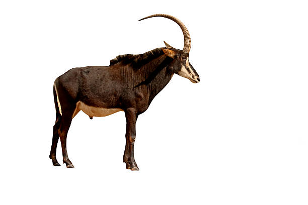 594 Sable Antelope Stock Photos, Pictures & Royalty-Free Images - iStock | Giant sable antelope 594 Sable Antelope Stock Photos, Pictures & Royalty-Free Images - iStock | Giant sable antelope