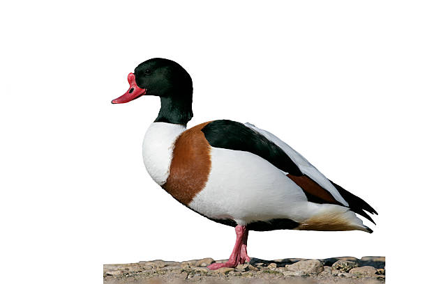 istock Shelduck, Tadorna tadorna 613135646