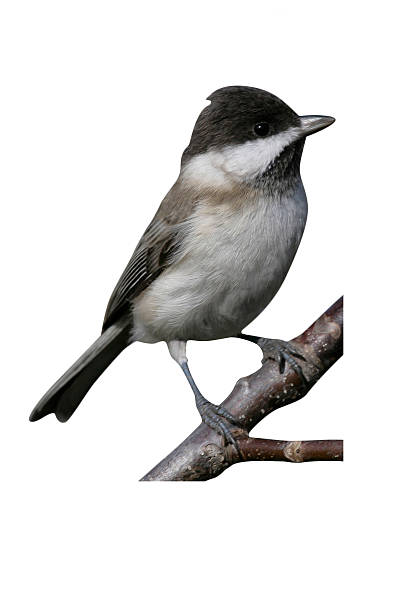 istock Dark tit, Parus lugubris 613135780
