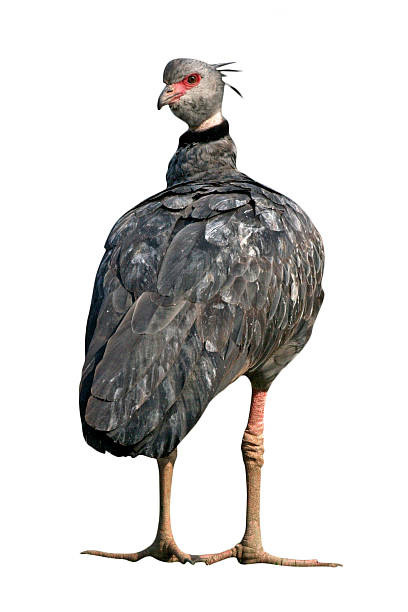 istock Southern screamer, Chauna torquata 613135866