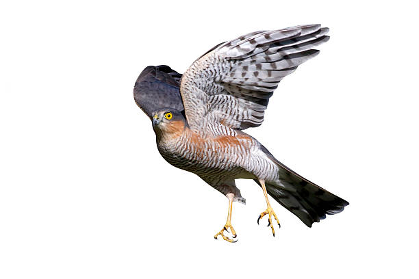 Sparrowhawk, Accipiter nisus, single male bird in flight, Warwickshire, October 2014