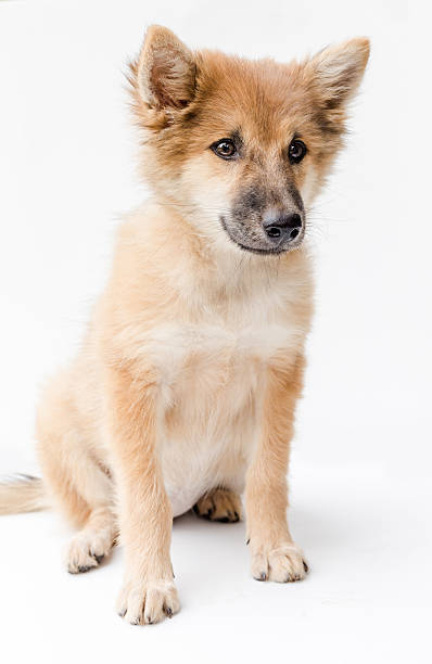 istock Puppy dog breed on white background. bangkaew thailand 613136102