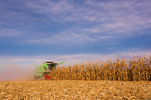 istock Harvesting of corn field with combine 613136460