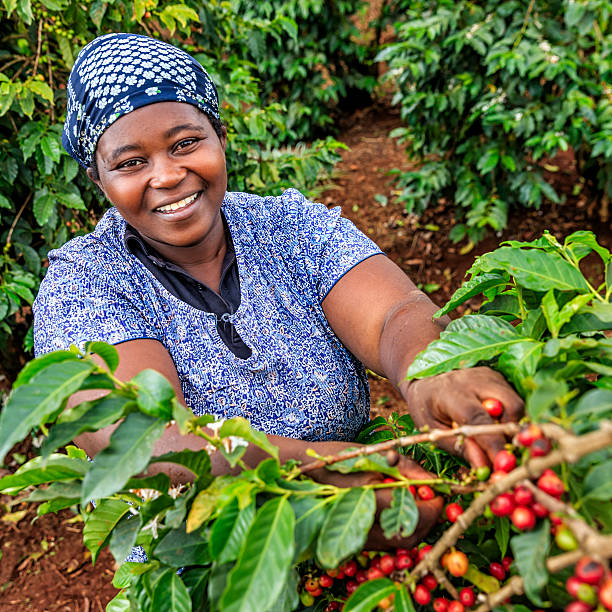 Young African woman collecting coffee cherries, Kenya, East Africa Young African woman collecting coffee berries from a coffee plant, Kenya, Africa.  kenya photos stock pictures, royalty-free photos & images