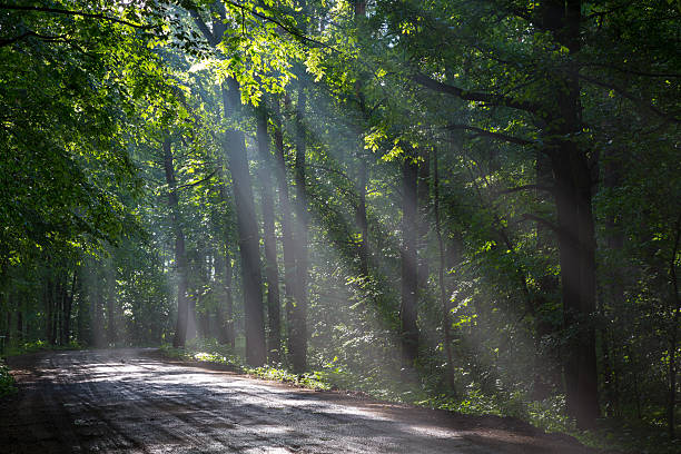 istock Old deciduous forest with beams of light entering 613136768