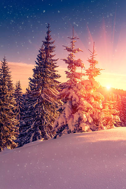 Winter landscape. Snow-covered conifer trees and snowflakes at sunrise. stock photo