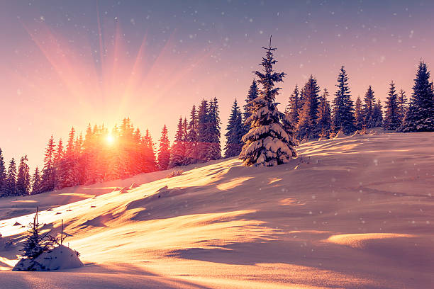 Winter landscape. Snow-covered conifer trees and snowflakes at sunrise. stock photo