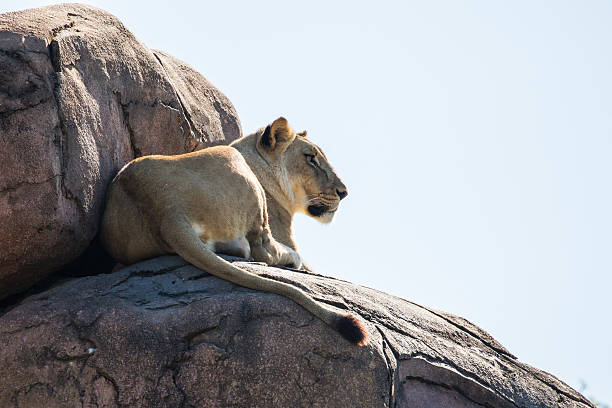 istock Surveying The Savanna 613137206