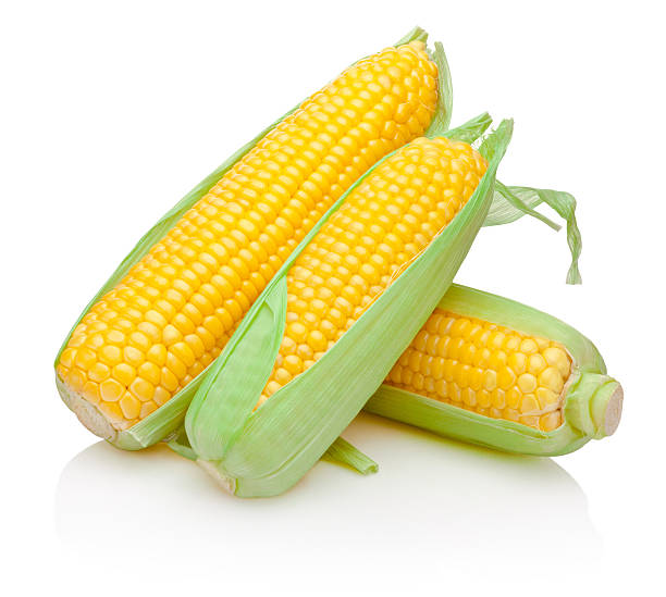 tres corn cob aislado sobre fondo blanco - corn corn crop corn on the cob isolated fotografías e imágenes de stock