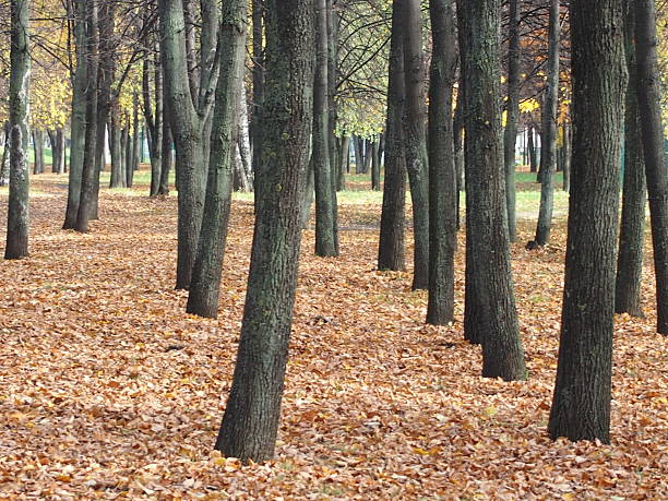 istock Lindens in the park 613138330