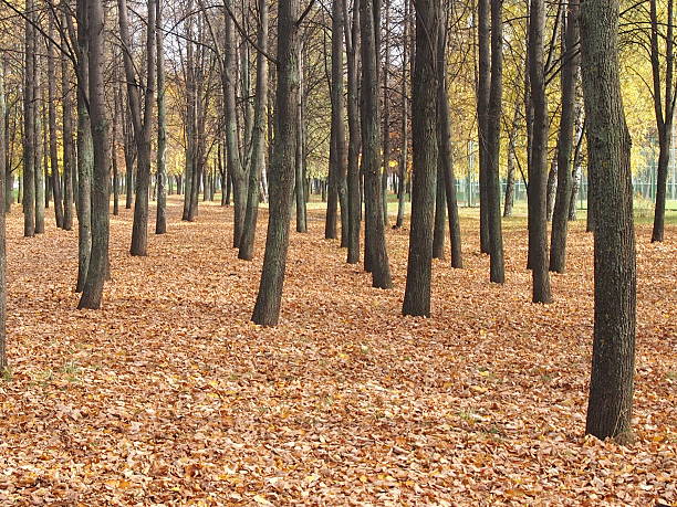 istock Lindens in the park 613138546