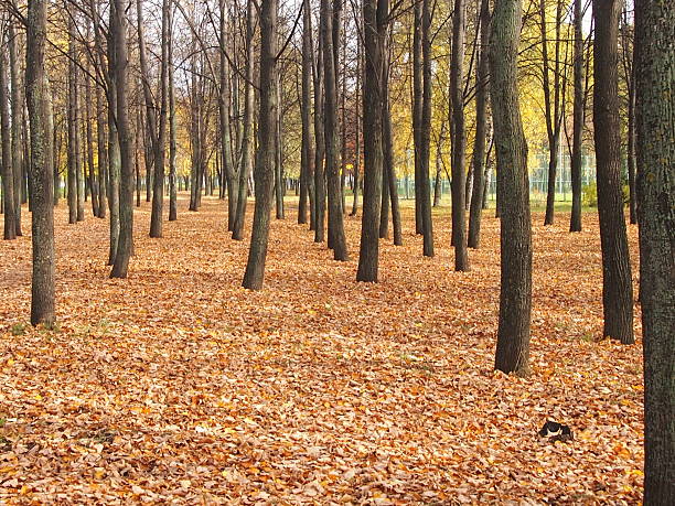 istock Lindens in the park 613138616