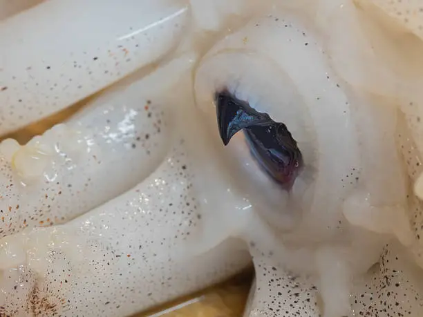 Cephalopod beak close-up.