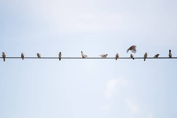 istock birds on power line cable against blue sky 613140876
