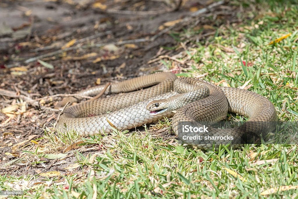Eastern Brown snake Eastern Brown snake (Pseudonaja Textilis) which is a native species in Australia and the second most deadly snake in the world Snake Stock Photo