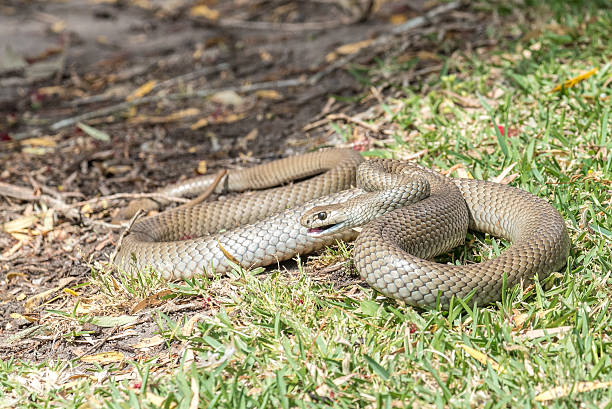 Eastern Brown snake Eastern Brown snake (Pseudonaja Textilis) which is a native species in Australia and the second most deadly snake in the world east stock pictures, royalty-free photos & images