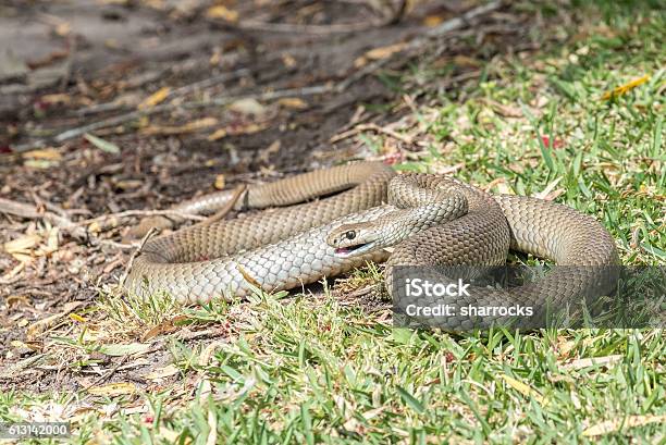 Eastern Brown Snake Stock Photo - Download Image Now - Snake, Brown, Australia