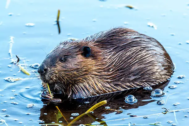 A beaver feeds in a pond in eastern Canada.
