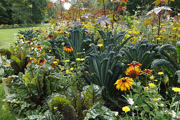 colorful flowers from eutin in germany