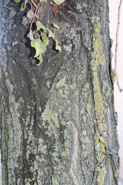 textura de casca. - planting tree poplar tree forest imagens e fotografias de stock